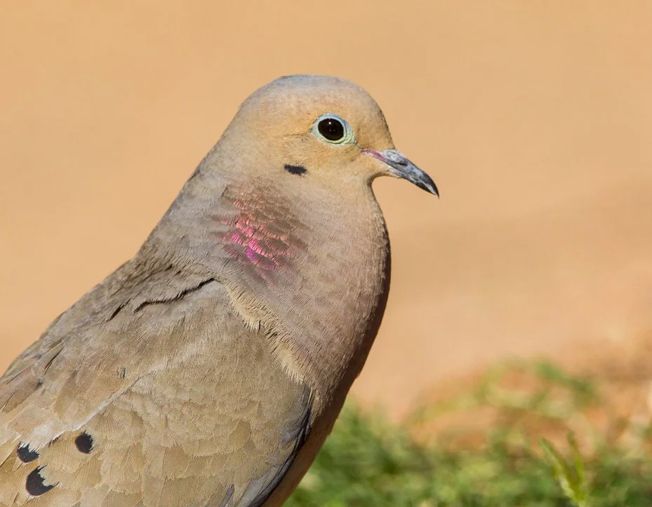 MOURNING DOVE