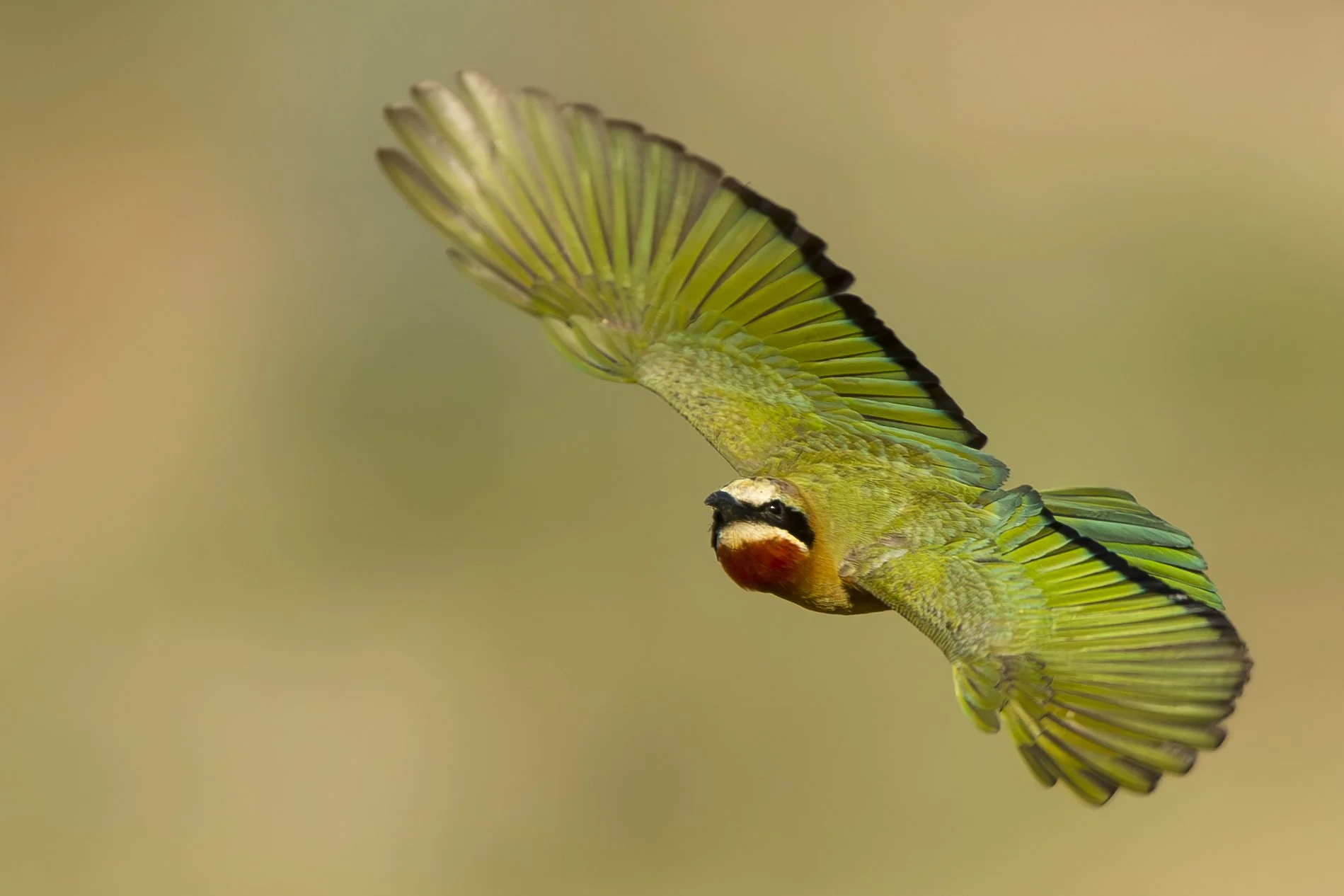 WHITE_FRONTED_BEE_EATER_02.jpg