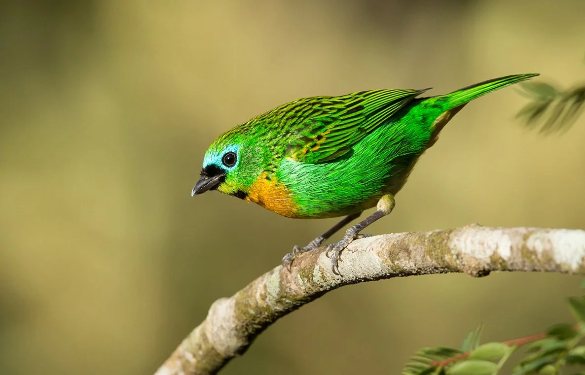 BRASSY-BREASTED TANAGER_06.jpg