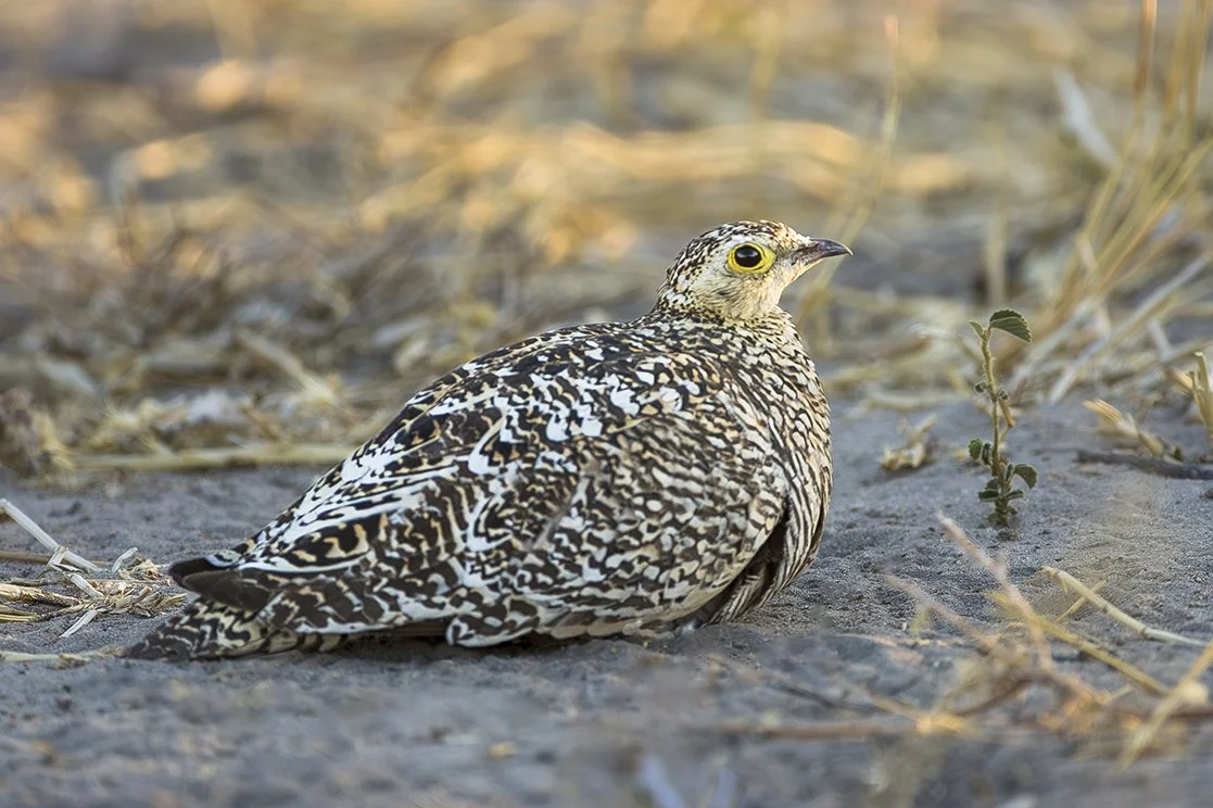 BURCHELL'S SANDGROUSE