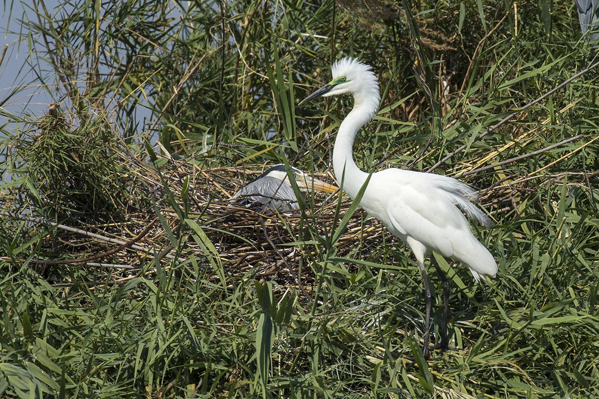 GREAT_WHITE_EGRET_04.jpg