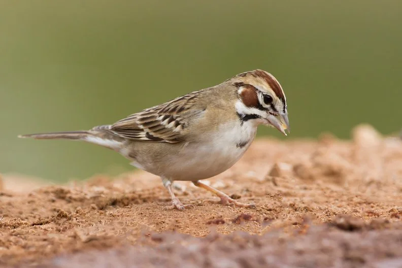 LARK SPARROW