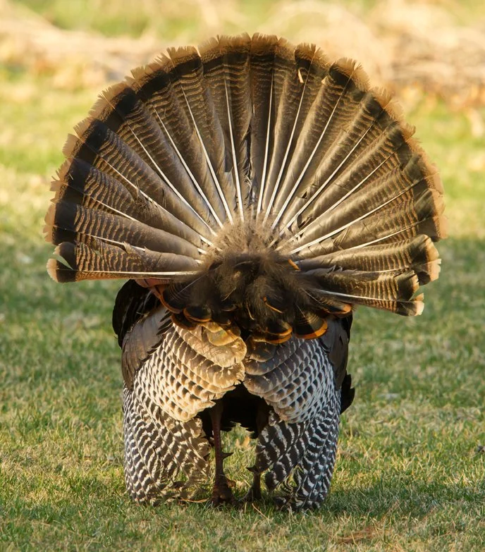 WILD TURKEY