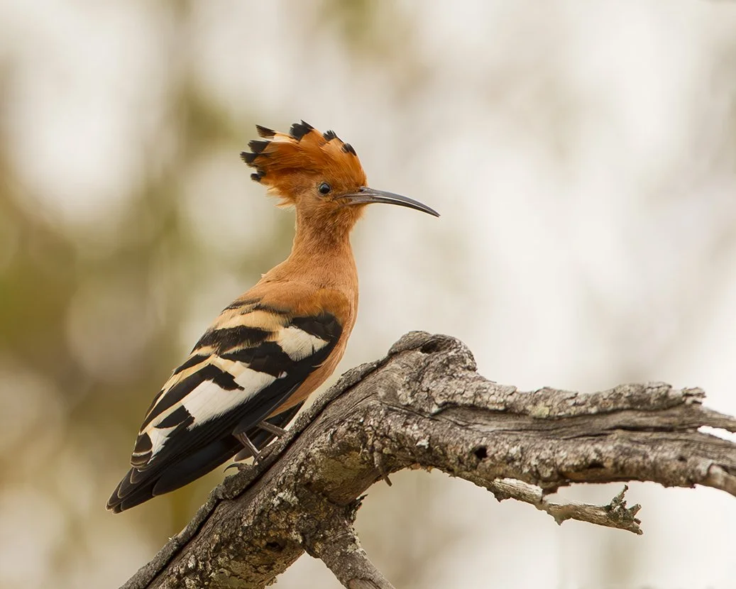 AFRICAN HOOPOE
