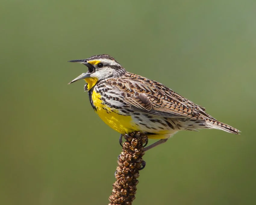 EASTERN MEADOWLARK