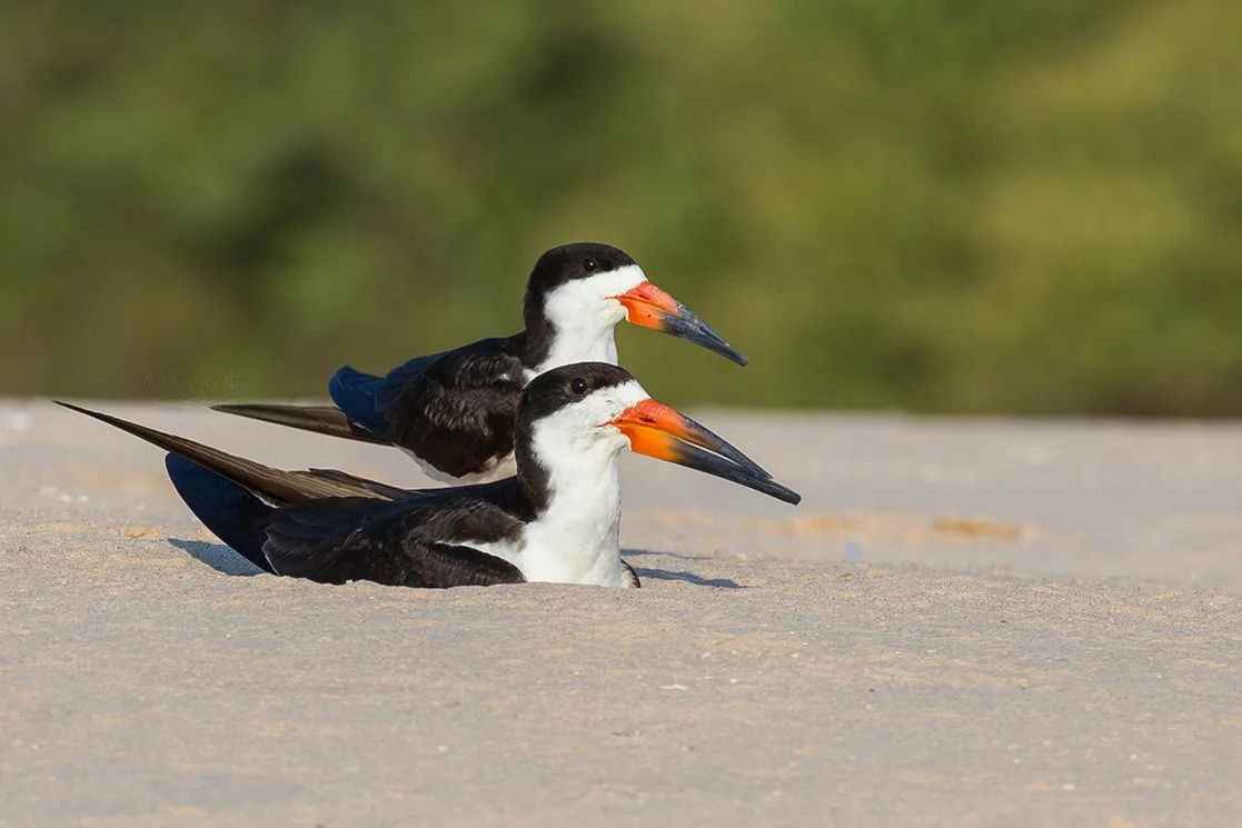 BLACK_SKIMMER_07.jpg