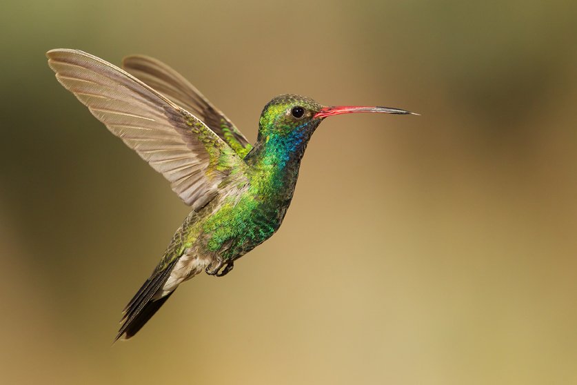 BROAD-BILLED HUMMINGBIRD