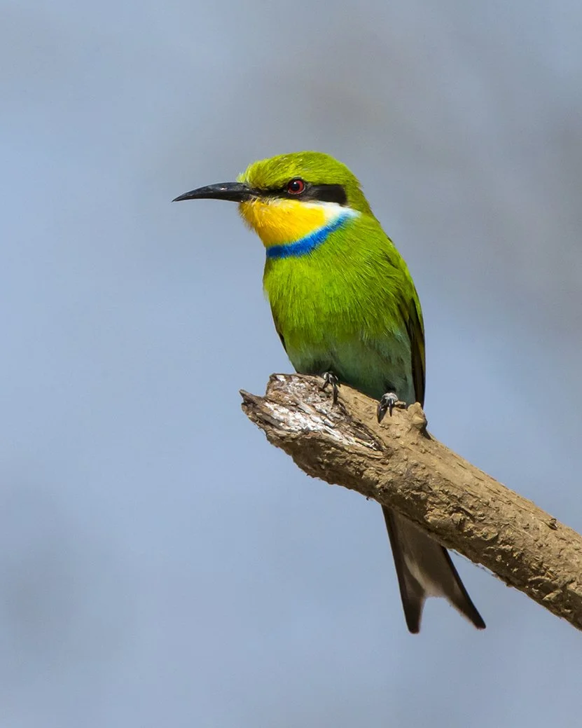 LITTLE_BEE_EATER_09.jpg