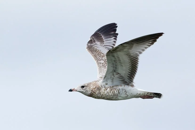 RING-BILLED GULL