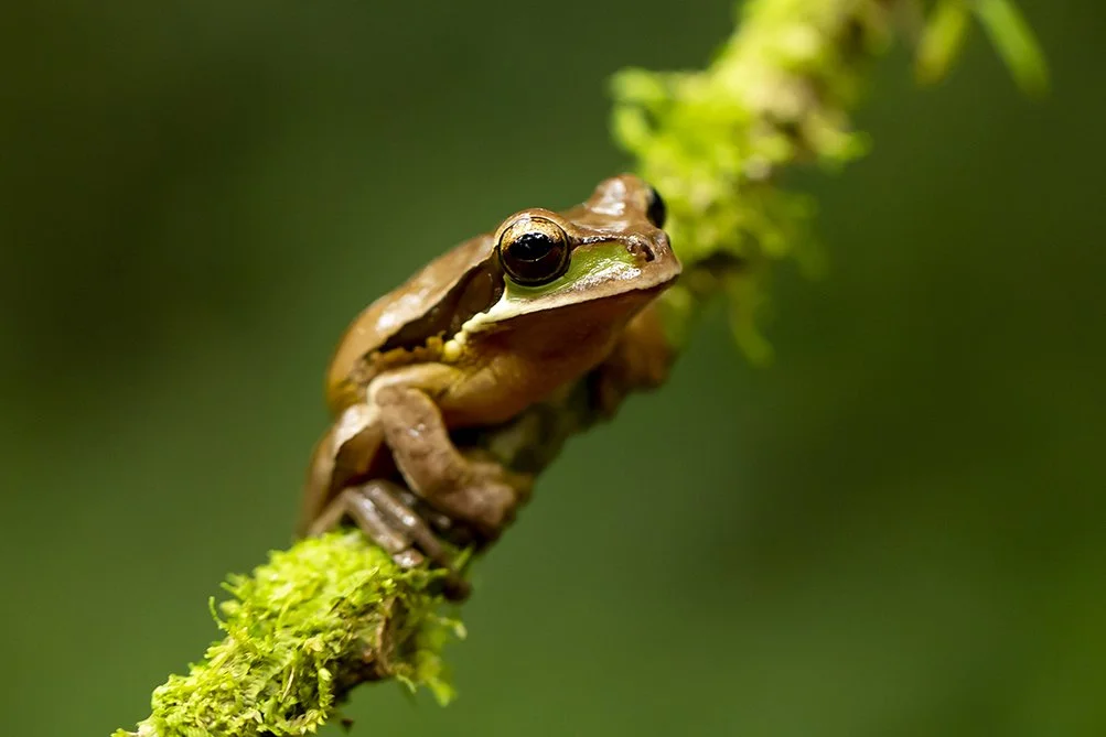 MASKED _TREE_FROG_01.jpg