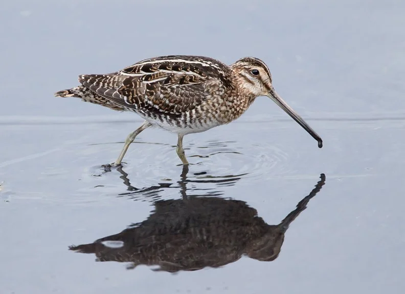 WILSON'S SNIPE
