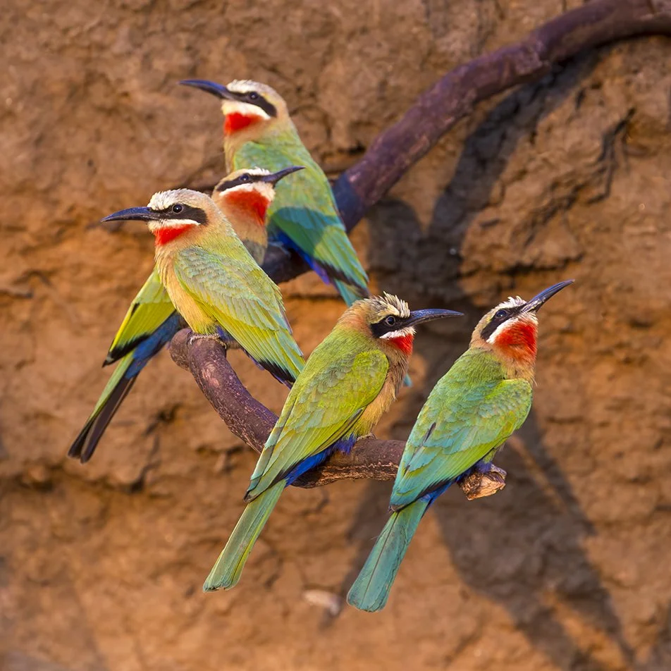 WHITE_FRONTED_BEE_EATER_05.jpg