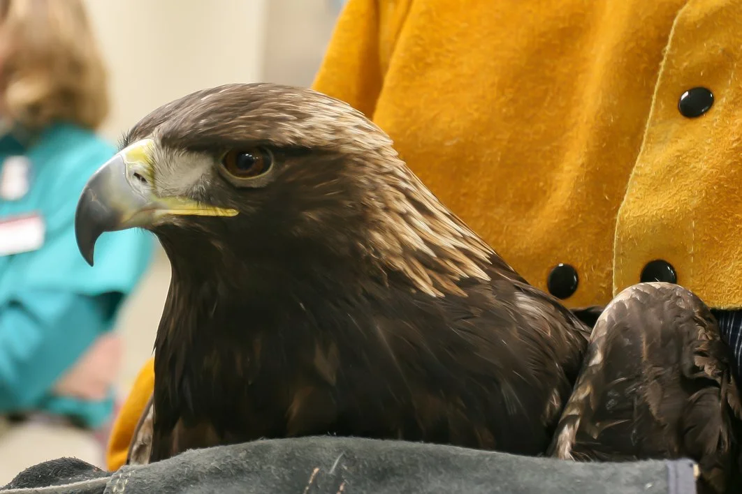 GOLDEN EAGLE