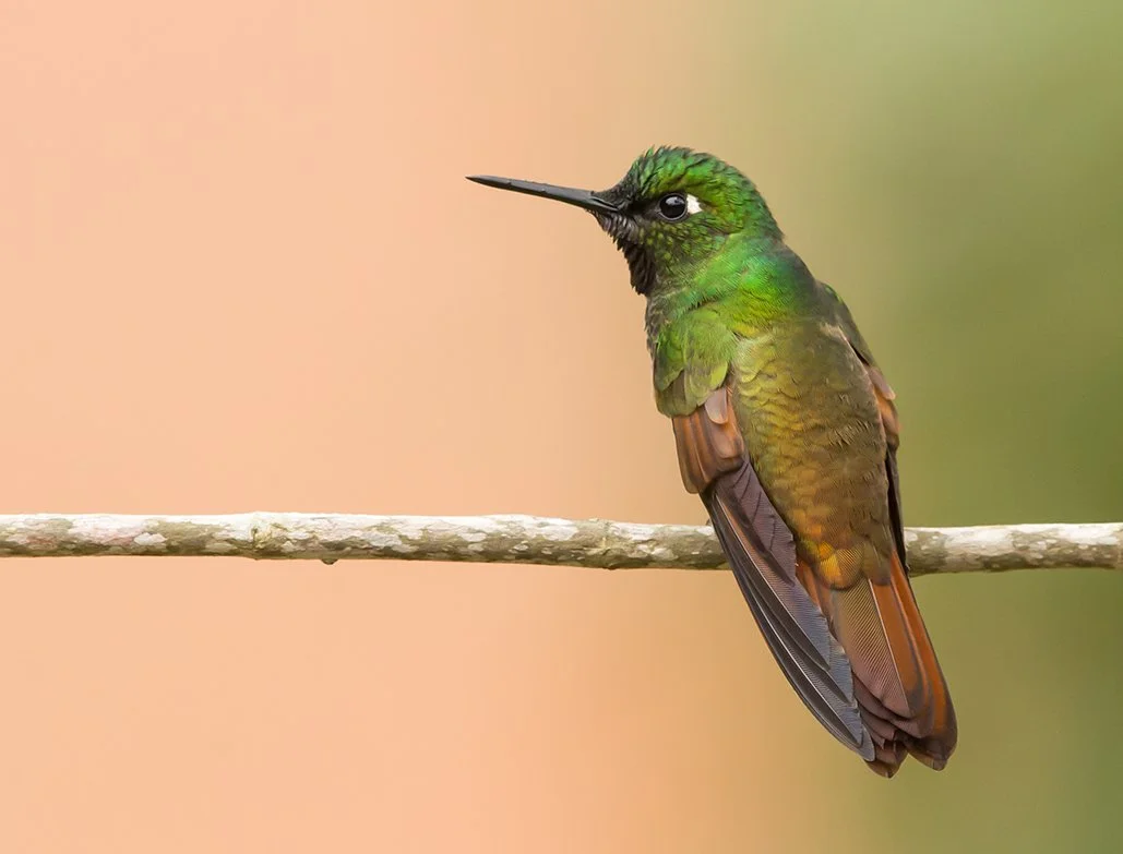BRAZILIAN_RUBY_05.jpg
