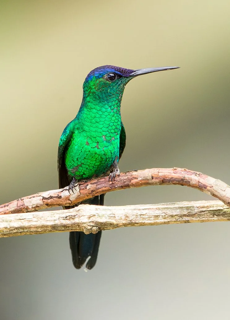 VIOLET_CAPPED_WOODNYMPH_07.jpg