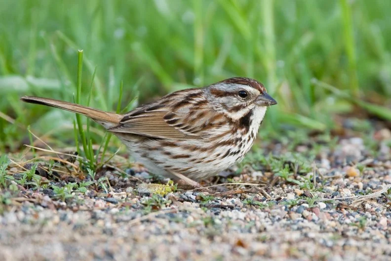 SAVANNAH SPARROW