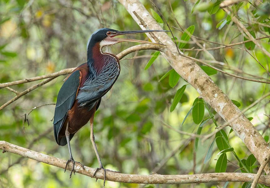AGAMI_HERON_03.jpg
