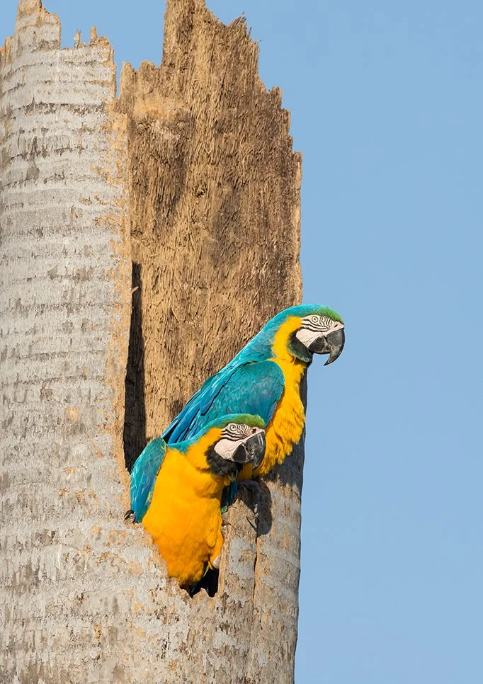 BLUE_AND_YELLOW_MACAW_10.jpg