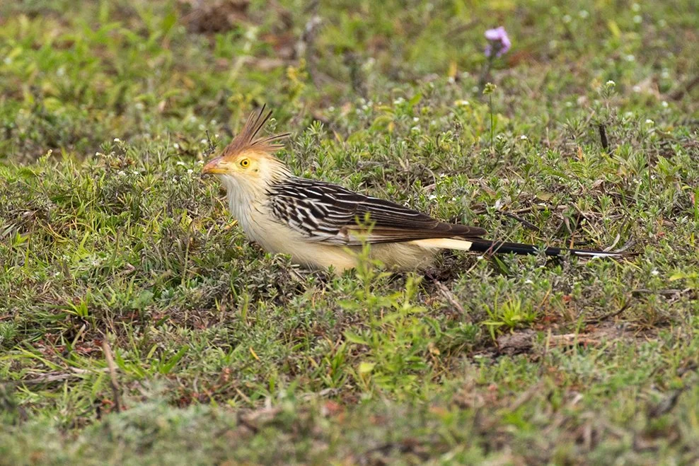 GUIRA CUCKOO