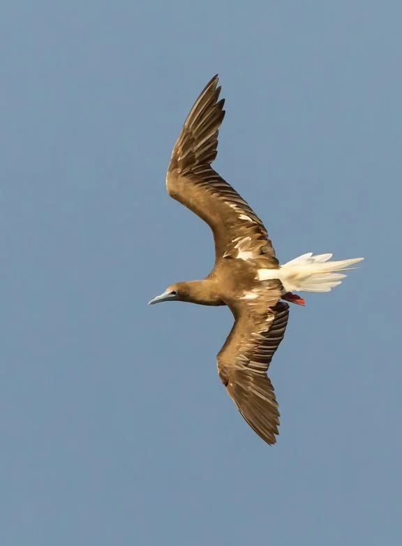 RED-FOOTED BOOBY