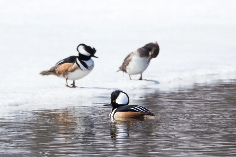 HOODED MERGANSER