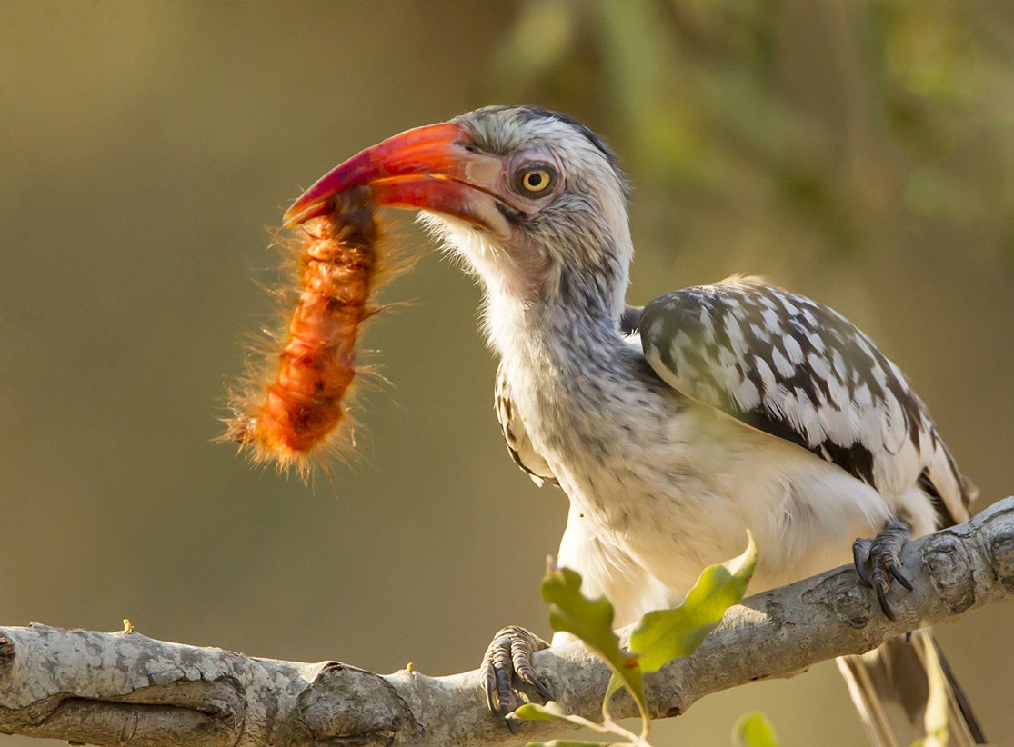 SOUTHERN_RED_BILLED_HORNBILL_03.jpg