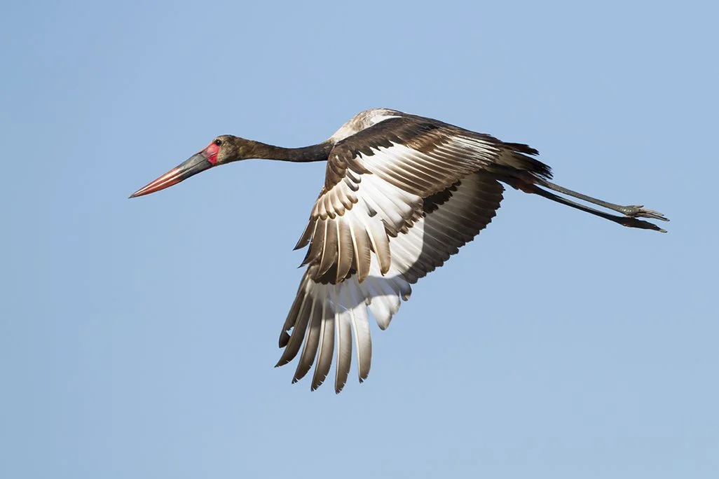 SADDLE_BILLED_STORK_19.jpg