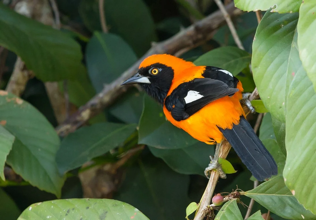 ORANGE-BACKED TROUPIAL