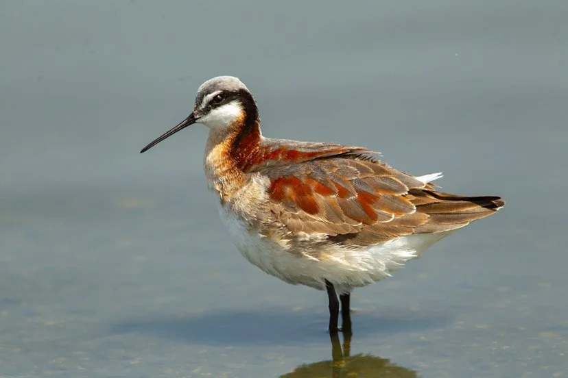 WILSON'S PHALAROPE