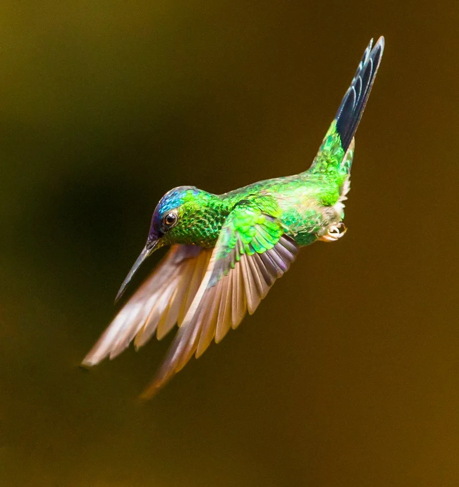 VIOLET_CAPPED_WOODNYMPH_05.jpg