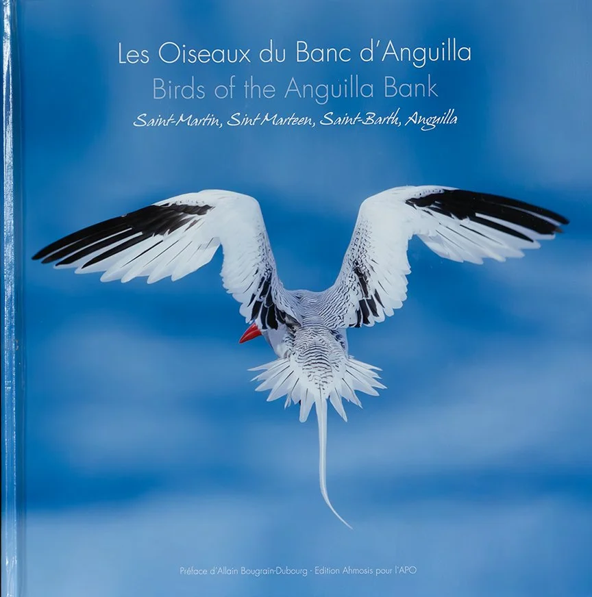 LES_OISEAUX_01.jpg