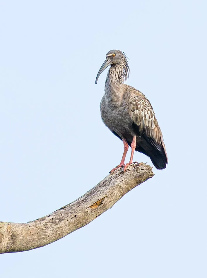 PLUMBEOUS_IBIS_03.jpg