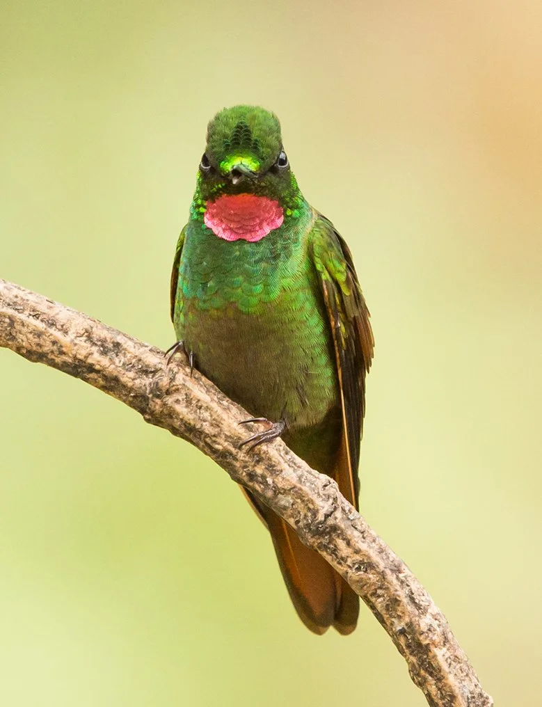 BRAZILIAN_RUBY_11.jpg