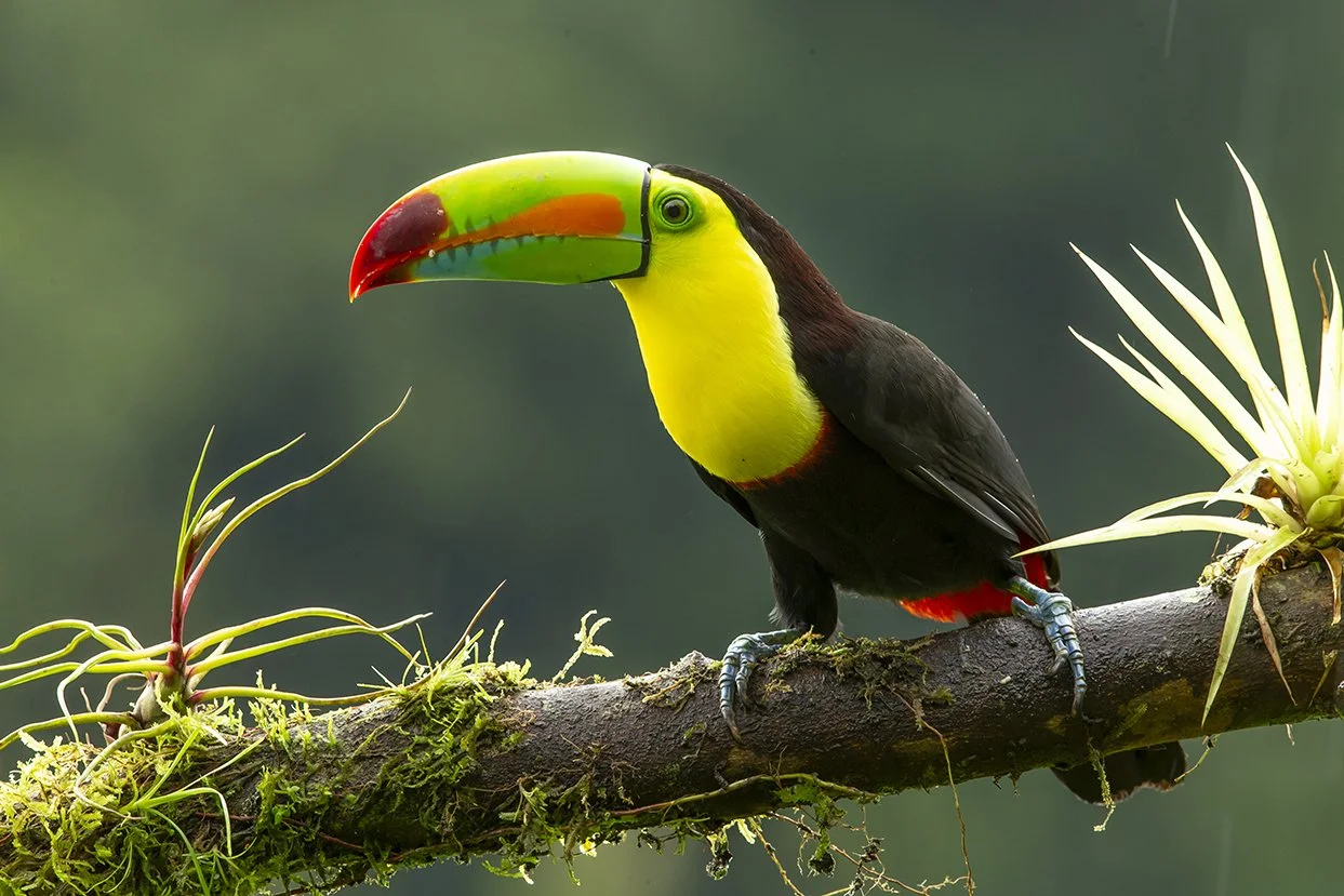 KEEL_BILLED _TOUCAN_05.jpg