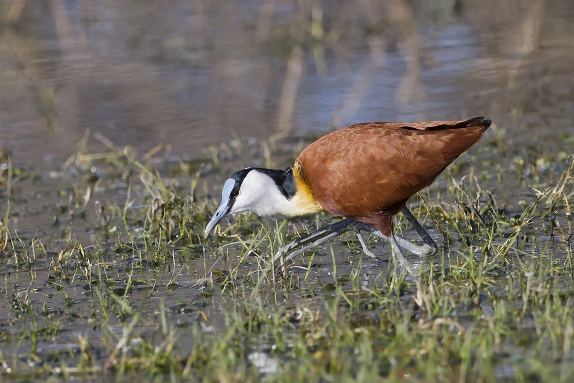 AFRICAN_JACANA_05.jpg