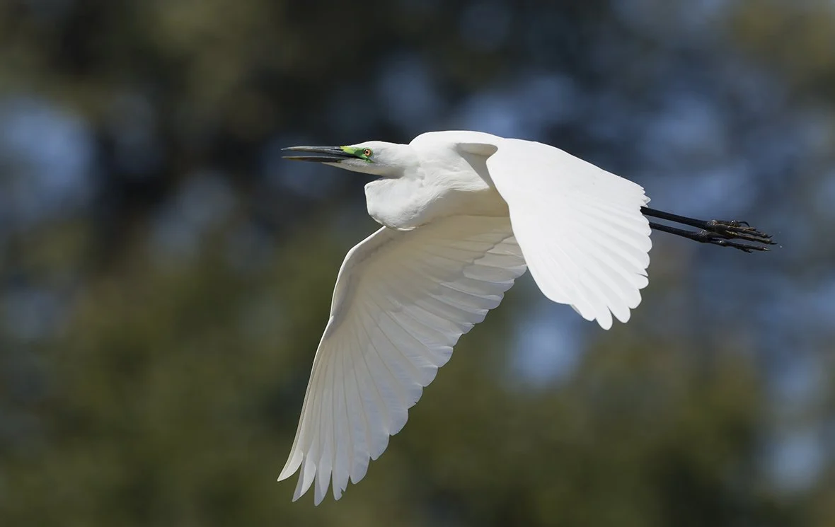 GREAT_WHITE_EGRET_02.jpg