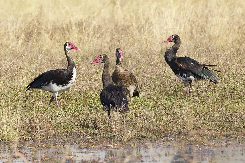 SPUR_WINGED_GOOSE_01.jpg