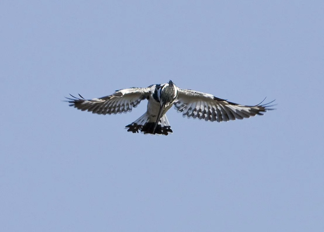 PIED_KINGFISHER_05.jpg