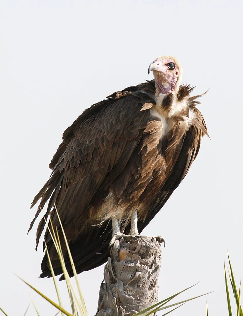 LAPPET-FACED VULTURE