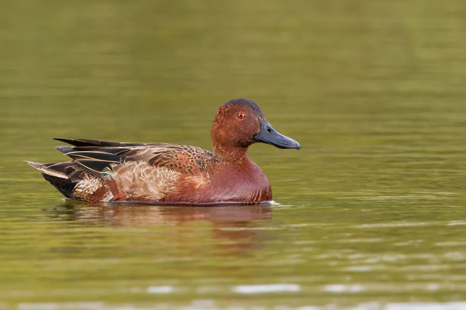 CINNAMON TEAL