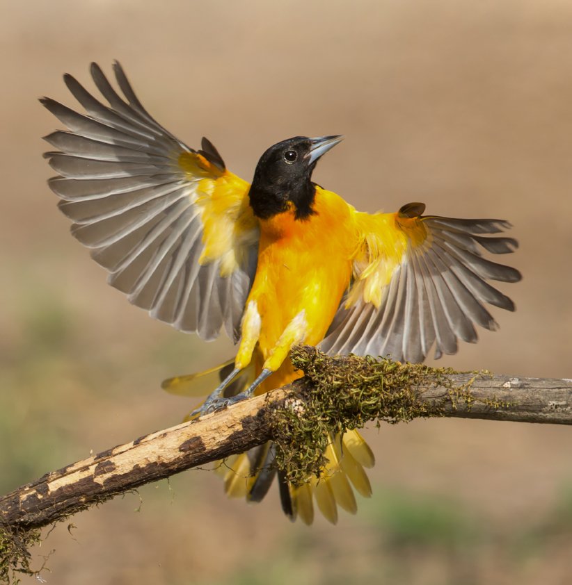 BALTIMORE ORIOLE