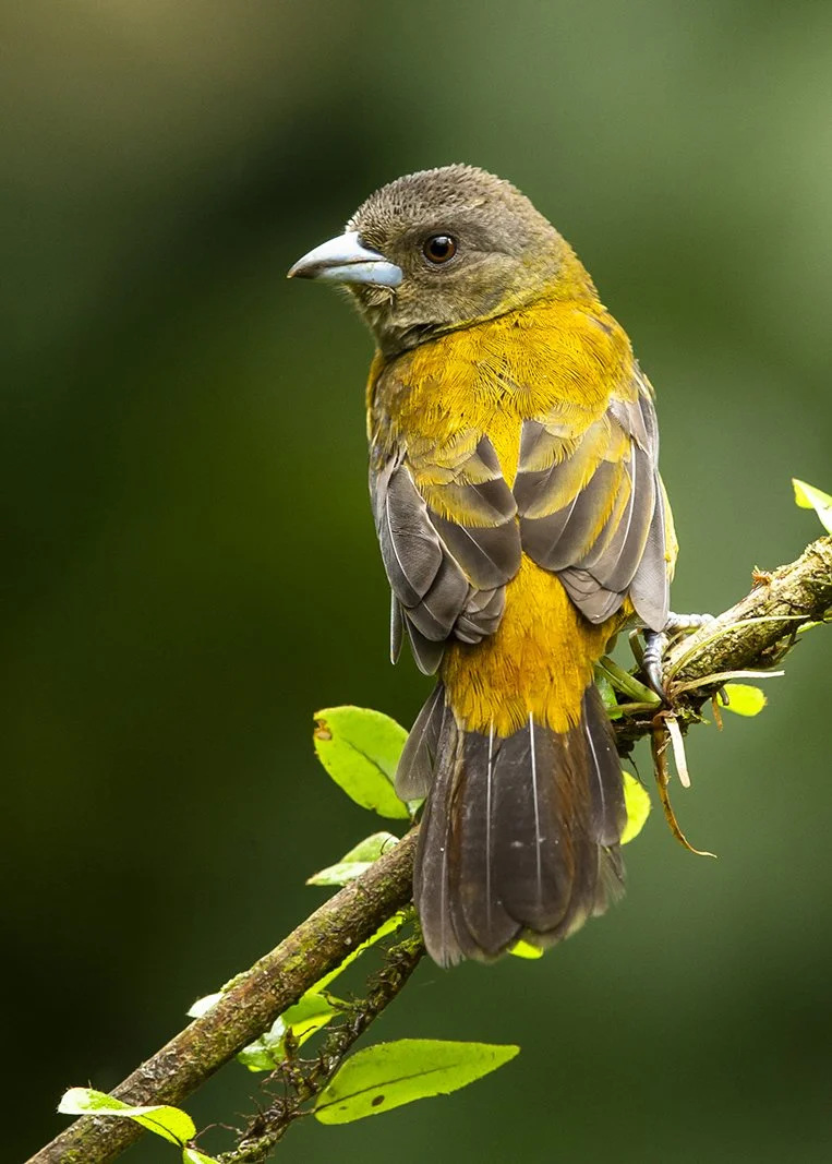SCARLET_RUMPED_TANAGER_02.jpg