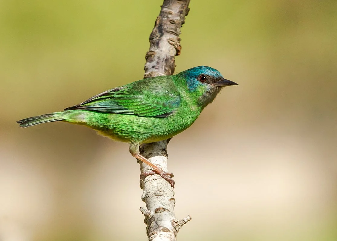 BLUE DACNIS_04.jpg