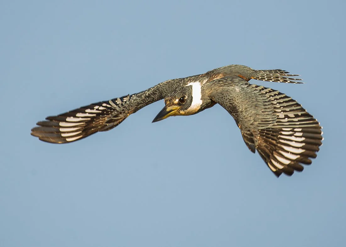 RINGED_KINGFISHER_07.jpg