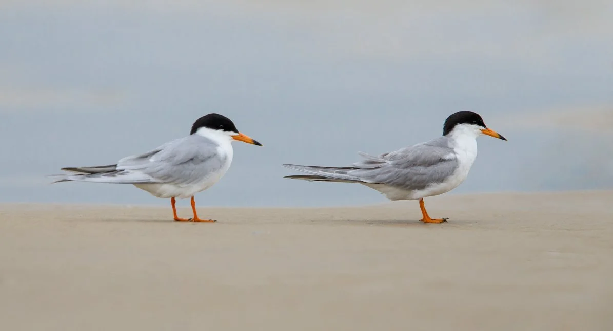 FORSTER'S TERN