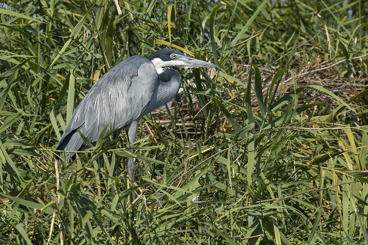 BLACK-HEADED_HERON_09.jpg