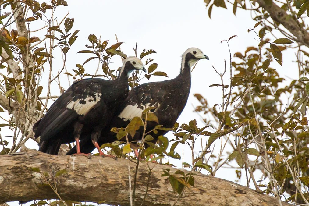 PIPING GUAN