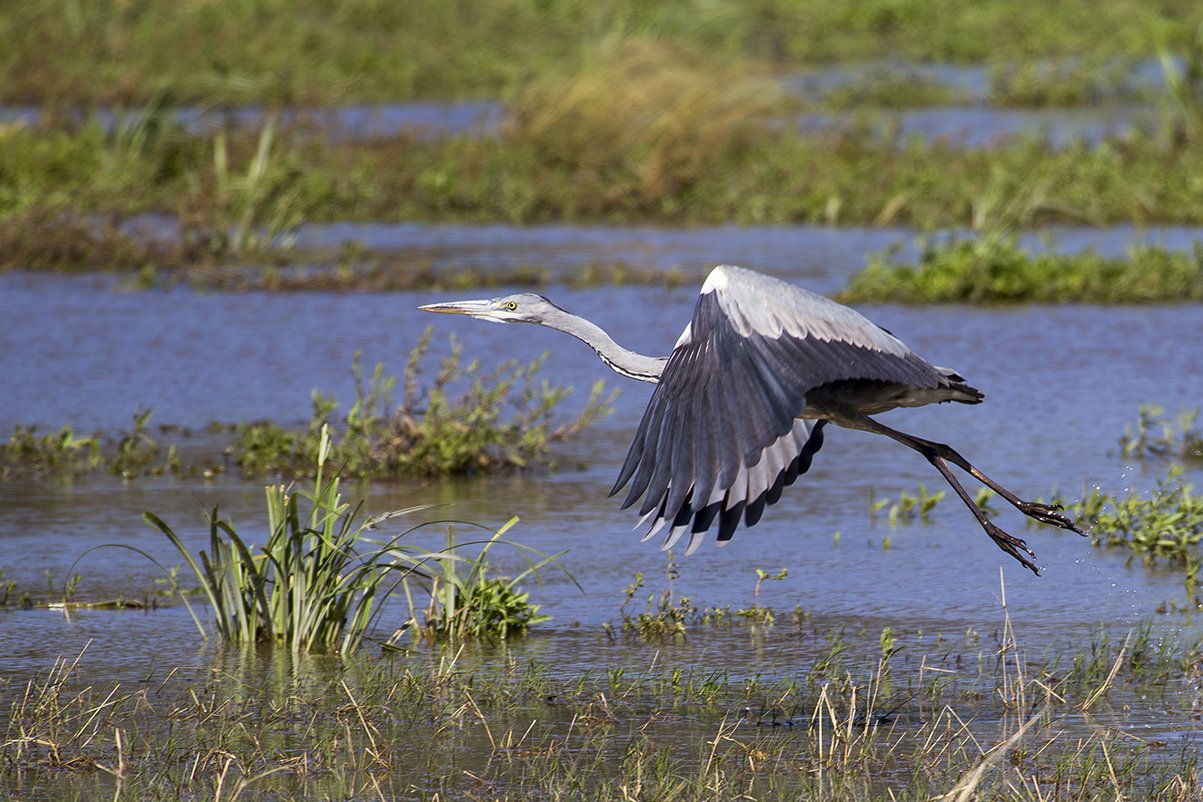 GREY_HERON_04.jpg