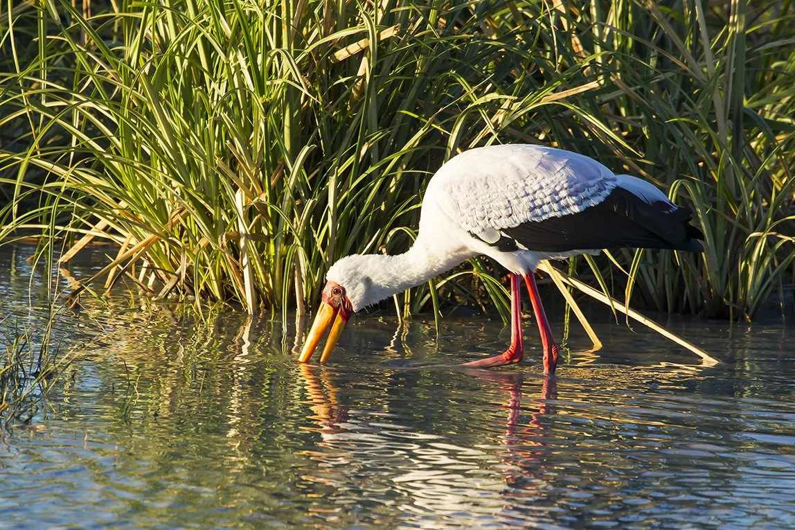 YELLOW-BILLED STORK_01.jpg