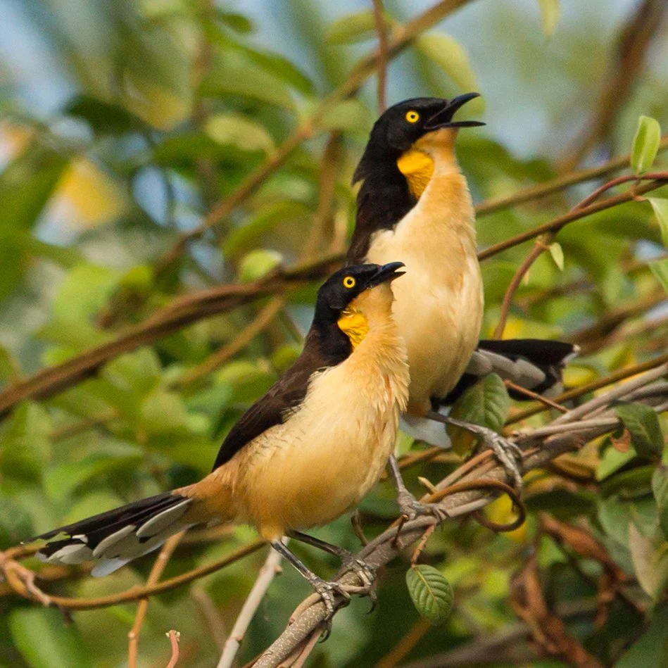 BLACK_CAPPED_DONACOBIUS_03.jpg